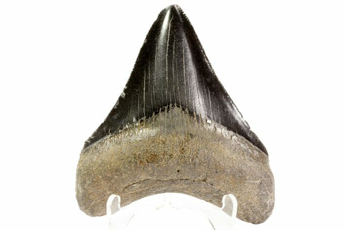 Serrated, Fossil Megalodon Tooth - Georgia #78201
